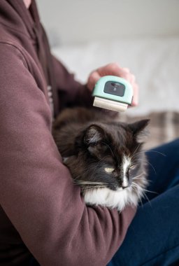 Kürkçü ile evcil kediden kürk fırçalayan kişi. kedi tımarlama evde.