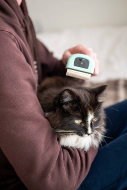 Kürkçü ile evcil kediden kürk fırçalayan kişi. kedi tımarlama evde.