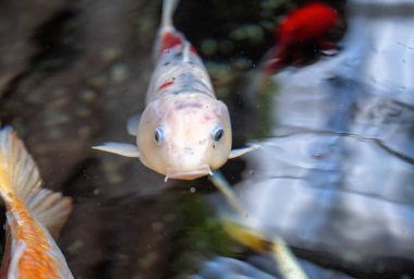 Yüzeyde doğal yansımalarla gölde yüzen renkli koi balıkları.