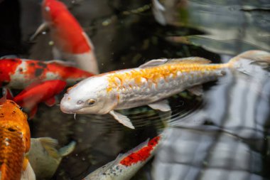 Yüzeyde doğal yansımalarla gölde yüzen renkli koi balıkları.. 