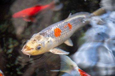 Yüzeyde doğal yansımalarla gölde yüzen renkli koi balıkları.