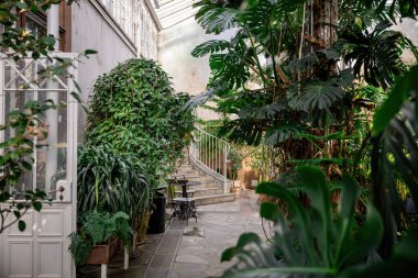 Tropikal bitkiler ve kıvrımlı taş merdiven manzaralı bereketli sera.. 