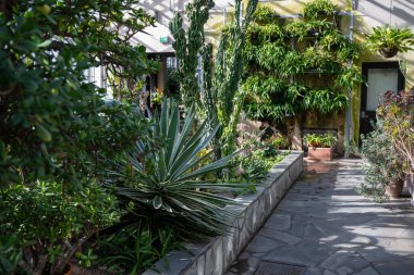 Salon içi botanik bahçesi, sulu, kaktüs ve güneş ışığında dikey yeşil duvar.. 