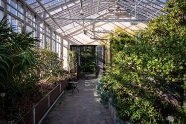 Doğal güneş ışığı altında serada yetişen sulu bitkiler ve aloe.. 