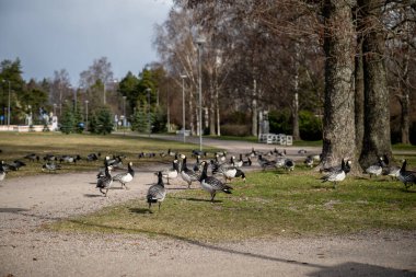 Bulutlu bir günde şehir parkında yeşil çimlerde otlayan kaz sürüsü.