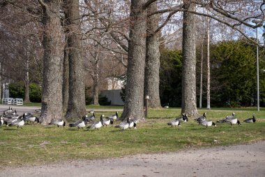 Bulutlu bir günde şehir parkında yeşil çimlerde otlayan kaz sürüsü.