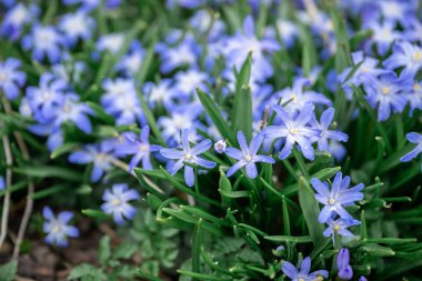 Baharın erken saatlerinde açık havada yeşil yapraklarla açan ilk bahar çiçekleri.. 