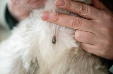 Cımbız, köpek kürkünden kana bulanmış kene çıkartır. Evcil hayvanlardaki tehlikeli parazitler enfeksiyona neden olabilir.