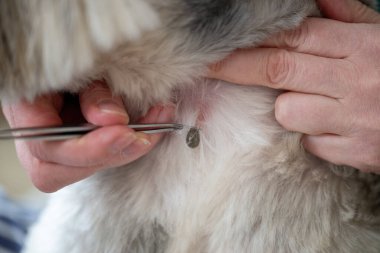 Cımbız, köpek kürkünden kana bulanmış kene çıkartır. Evcil hayvanlardaki tehlikeli parazitler enfeksiyona neden olabilir.
