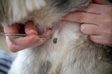 Cımbız, köpek kürkünden kana bulanmış kene çıkartır. Evcil hayvanlardaki tehlikeli parazitler enfeksiyona neden olabilir.