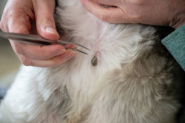 Cımbız, köpek kürkünden kana bulanmış kene çıkartır. Evcil hayvanlardaki tehlikeli parazitler enfeksiyona neden olabilir.