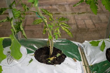 Genç domates bitkisi zengin topraklarda yetişiyor. Seradaki plastik büyüme poşetinde.. 