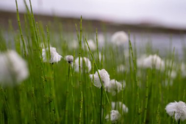 Yeşil çayır tarlasında bembeyaz kabarık püsküllü pamuk çimlere yakın çekim. 