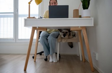 Ev bilgisayarında çalışan bir kadın, koltuğun altında dinlenen bir köpek, uzaktan kumanda konsepti.