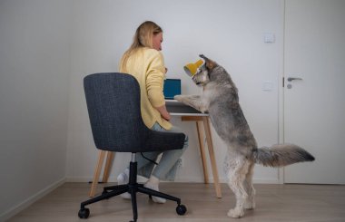 Köpeği yanında otururken küçük bir masada çalışan bir kadın. Evcil hayvan arkadaşlığı ve uzaktan çalışma kavramı.. 
