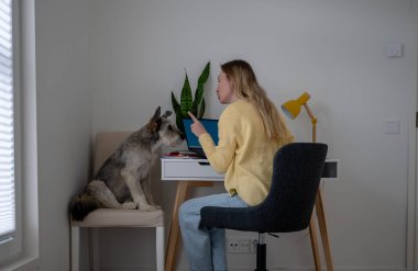 Evde sandalyede oturan köpeği gösteren bir kadın. Evcil hayvan davranışları ve disiplin.