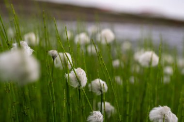 Yeşil çayır tarlasında bembeyaz kabarık püsküllü pamuk çimlere yakın çekim. 