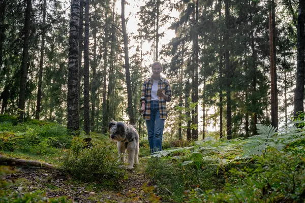 Ormanda köpeğini gezdiren ve güneş ışığı ormanında akıllı telefon kullanan bir kadın. . 