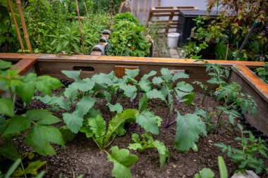 Ahşap bahçe yatağında büyüyen genç sebze bitkileri, ev bahçesi kavramı.. 