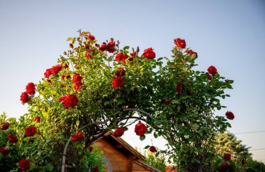 Parlak kırmızı güller yemyeşil bir çalılıkta çiçek açıyor açık mavi gökyüzü arka planında. 