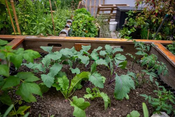 Ahşap bahçe yatağında büyüyen genç sebze bitkileri, ev bahçesi kavramı.. 