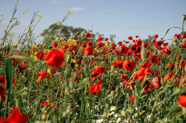 Parlak kırmızı gelincikler açık mavi gökyüzü altında güneşli çayırlarda açarlar yaz mevsiminde. 