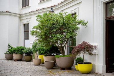 Beyaz klasik bina duvarlarında çeşitli saksı süsleri ve çalılar. 
