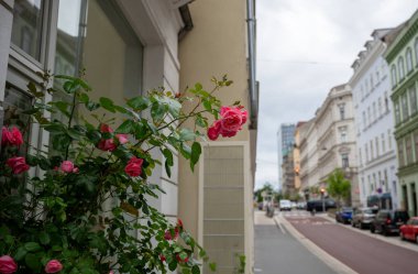 Şehir sokağının yanında büyüyen pembe güller ve arka planda tarihi binalar.. 