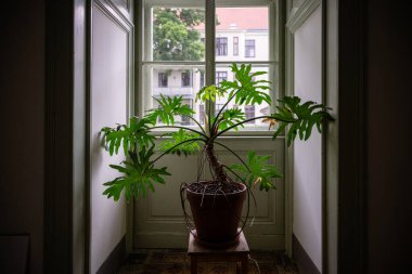 Koridorda, pencerenin yanında, içinde doğal ışık bulunan tropikal bir bitki saksısı..