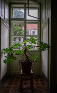 Koridorda, pencerenin yanında, içinde doğal ışık bulunan tropikal bir bitki saksısı..