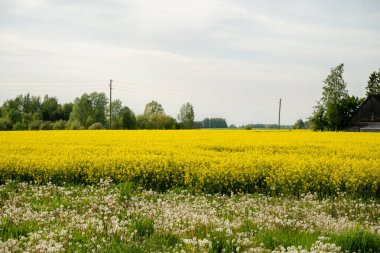 Yaz günü kırsal alanda çiçek açan kolza tohumu tarlaları ve karahindibalar.. 