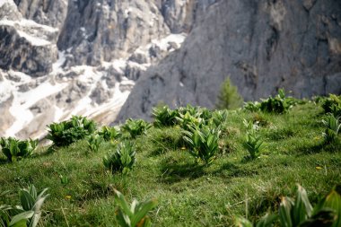 Veratrum albüm bitkileri Dachstein dağlarının kayalık zirvelerinin altında Alp yamacında yetişiyor.. 