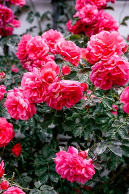 Yeşil çalıların üzerinde açan parlak pembe güller ve yaz bahçesinde koyu yapraklar.. 