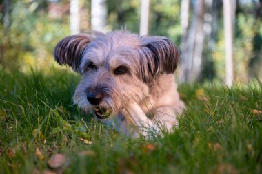 Mutlu köpek bahçedeki sonbahar çimlerini kemiriyor.. 