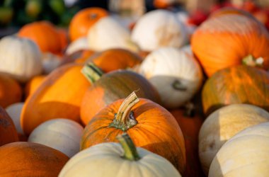 Açık hava sonbahar pazarında çeşitli balkabaklarına yakın çekim. 