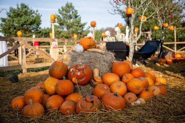 Cadılar Bayramı 'nda balkabağı ve saman yığını. 