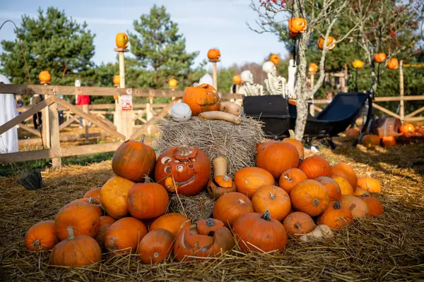 Cadılar Bayramı 'nda balkabağı ve saman yığını. 