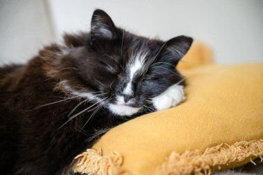 Siyah beyaz kedinin yumuşak sarı yastıkta huzur içinde uyuduğu yakın plan..