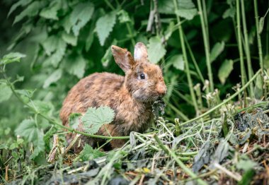 Yeşil çimenlerde oturan ve yaz bahçesinde taze çimen yiyen sevimli kahverengi tavşan.
