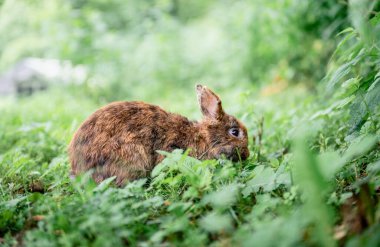 Yeşil çimenlerde oturan ve yaz bahçesinde taze çimen yiyen sevimli kahverengi tavşan.