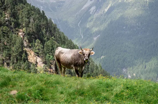 Avusturya Alplerinde alp çayırında duran kahverengi inek