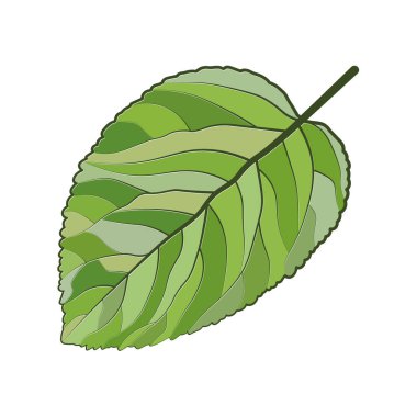 Green leaf ecology nature element vector icon.Vector decorative botanical plant graphic isolated element.Organic eco symbol design