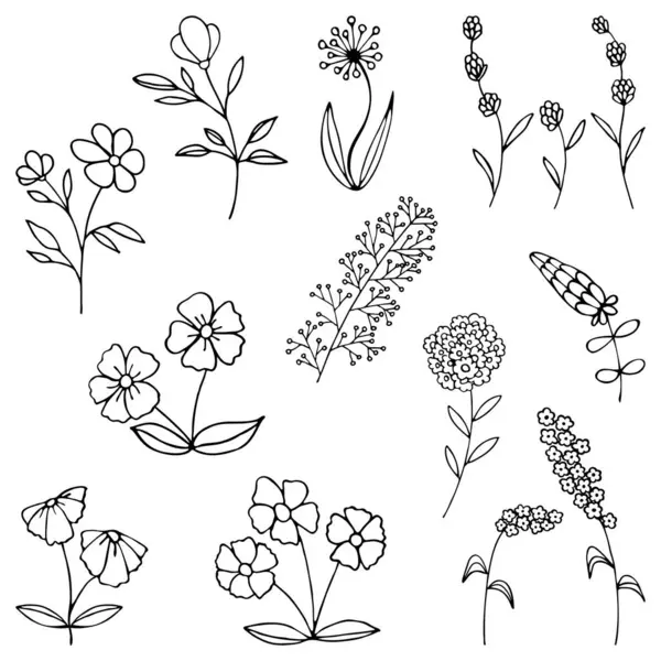 Çiçek dalları, çiçekler, yapraklar, bitkiler. Dekorasyon için dekoratif unsurlar. Elle çizilmiş vektör klasik botanik elementler. Çizgi çalışması. Botanik taslağı kalem çizimi