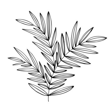 Yapraklı ağaç dalı, bitki. Dekorasyon için dekoratif elementler. Elle çizilmiş vektör klasik botanik elementler. Çizgi çalışması. Botanik taslak çizimi