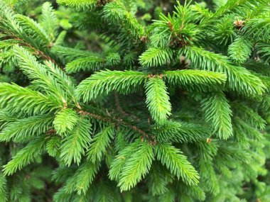 Yeşil ladin genç dalları yaklaşıyor. Yeşil iğneler. Noel tasarımı için fidan dalları