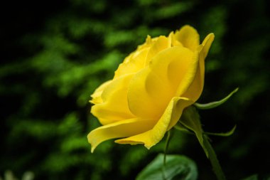 Bahçedeki güzel sarı gül 