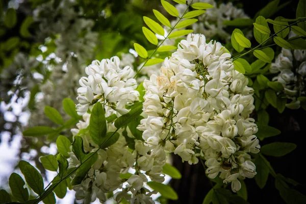 庭のマグノリアの木の美しい花 — ストック写真