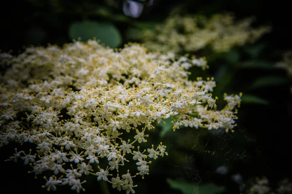 庭に白花を咲かせ背景がぼんやりしていて — ストック写真