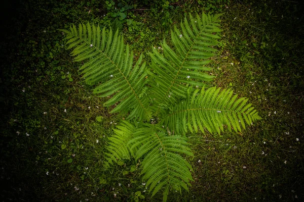 Ormanın Arka Planında Yeşil Eğreltiotu Yaprakları — Stok fotoğraf