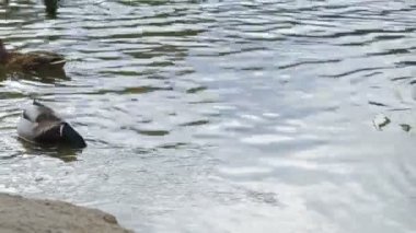 A group of wild ducks swims in a winter lake. Ducks swim on the lake in winter, a flock of ducks prepares to fly to warm countries, and wild ducks spend the winter on a warm pond. High quality 4k